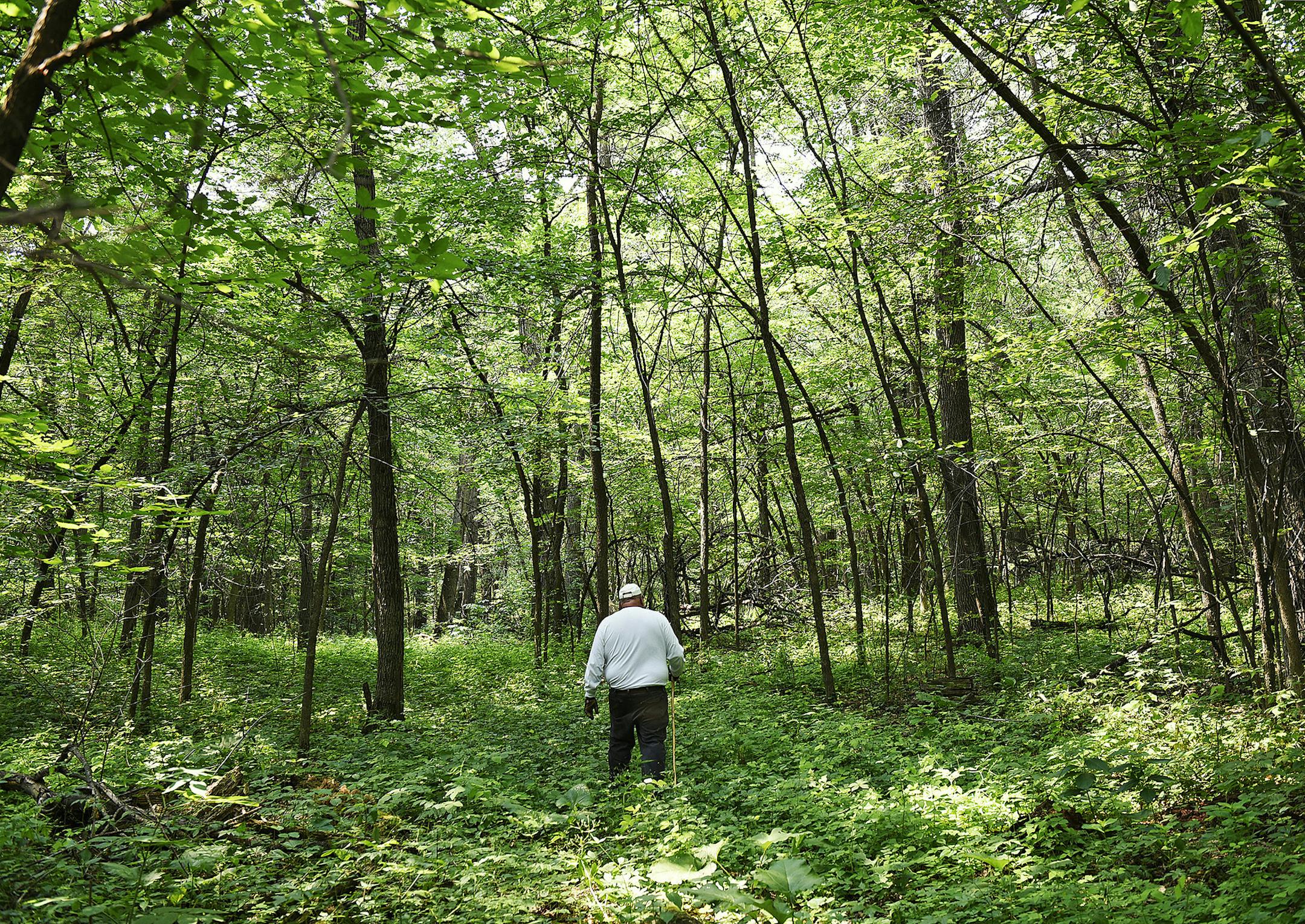 In this July 1, 2015, photo, Cliff Borgerding searches for a recently-discovered heron rookery in a state nature area near the Lake Wobegon Regional Trail between Avon and Albany, Minn. Some bird-watchers have hoped for a revival or replacement of the long-abandoned Cold Spring rookery, which supported 1,585 great blue heron nests at its peak in 1974. (Dave Schwarz/St. Cloud Times via AP) NO SALES; MANDATORY CREDIT