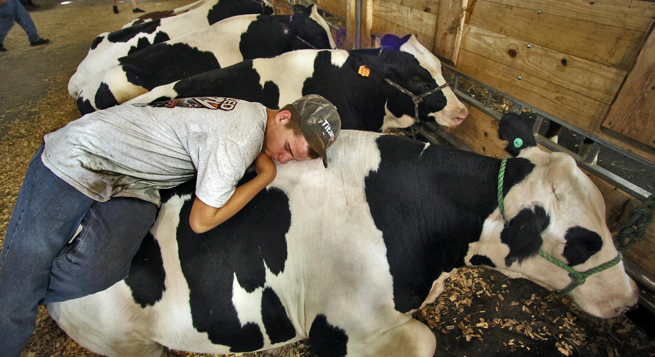 The Great Minnesota Get-Together winds to a close today leaving many a tired fair-goer in its wake. Cody Wysocki, 17, of Cannon Falls has learned to "cow-nap" for 15-minute intervals to cope with the fatigue he's built up in the past eight days of showing his FFA sponsored Holstein dairy steers at the fair. Cody claims the cow he lays on called "The Boss" is as soft as any bed he could find. (MARLIN LEVISON/STARTRIBUNE(mlevison@startribune.com (cq Cody Wysocki)