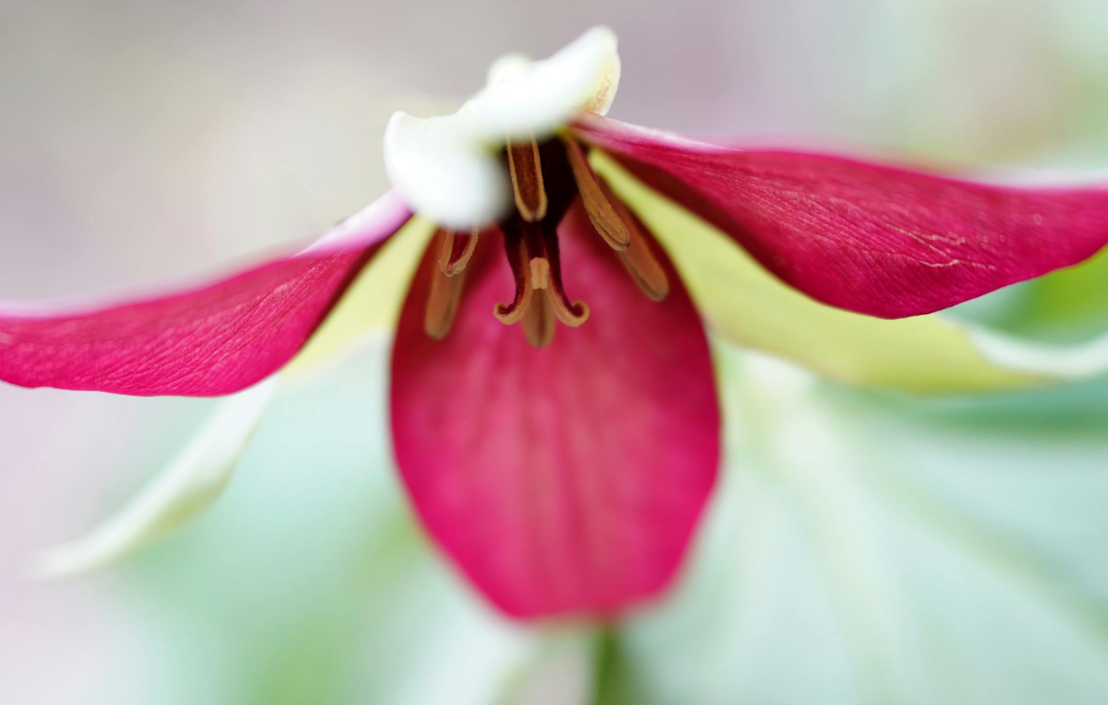 Purple Trillium in full bloom at Eloise Butler Wildflower garden in Minneapolis. ] Looking for a respite from the hustle and bustle without heading north? The Twin Cities is home to one of the best park systems in the nation and here are just a few of the Urban sanctuaries that will help you get your nature fix. brian.peterson@startribune.com
Minneapolis, MN Thursday, May 9, 2019