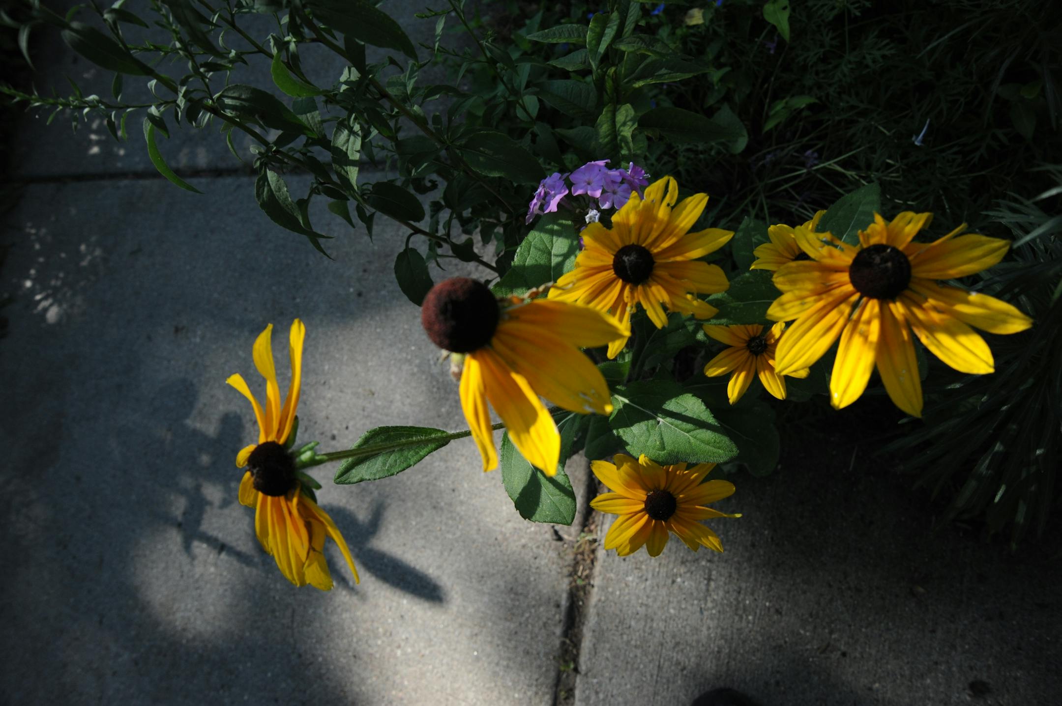 One of this year's beautiful gardens, tended by Diane Erdmann in Minneapolis.