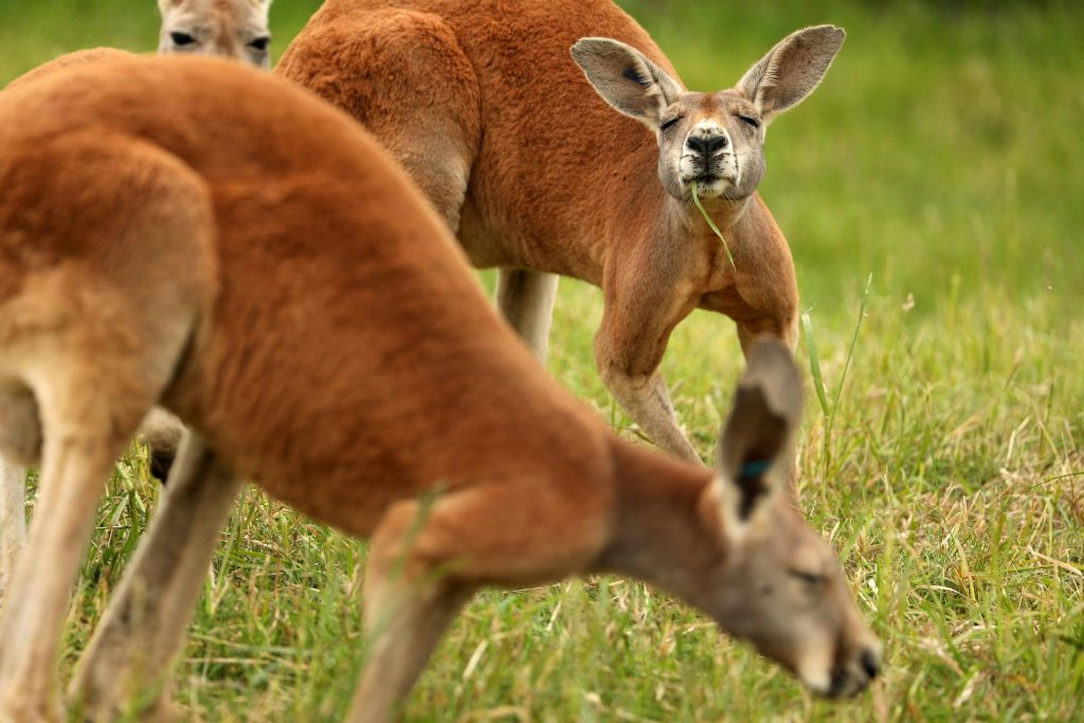 Red kangaroos ate grass Friday at the Minnesota Zoo's newest exhibit "Kangaroo Crossing."