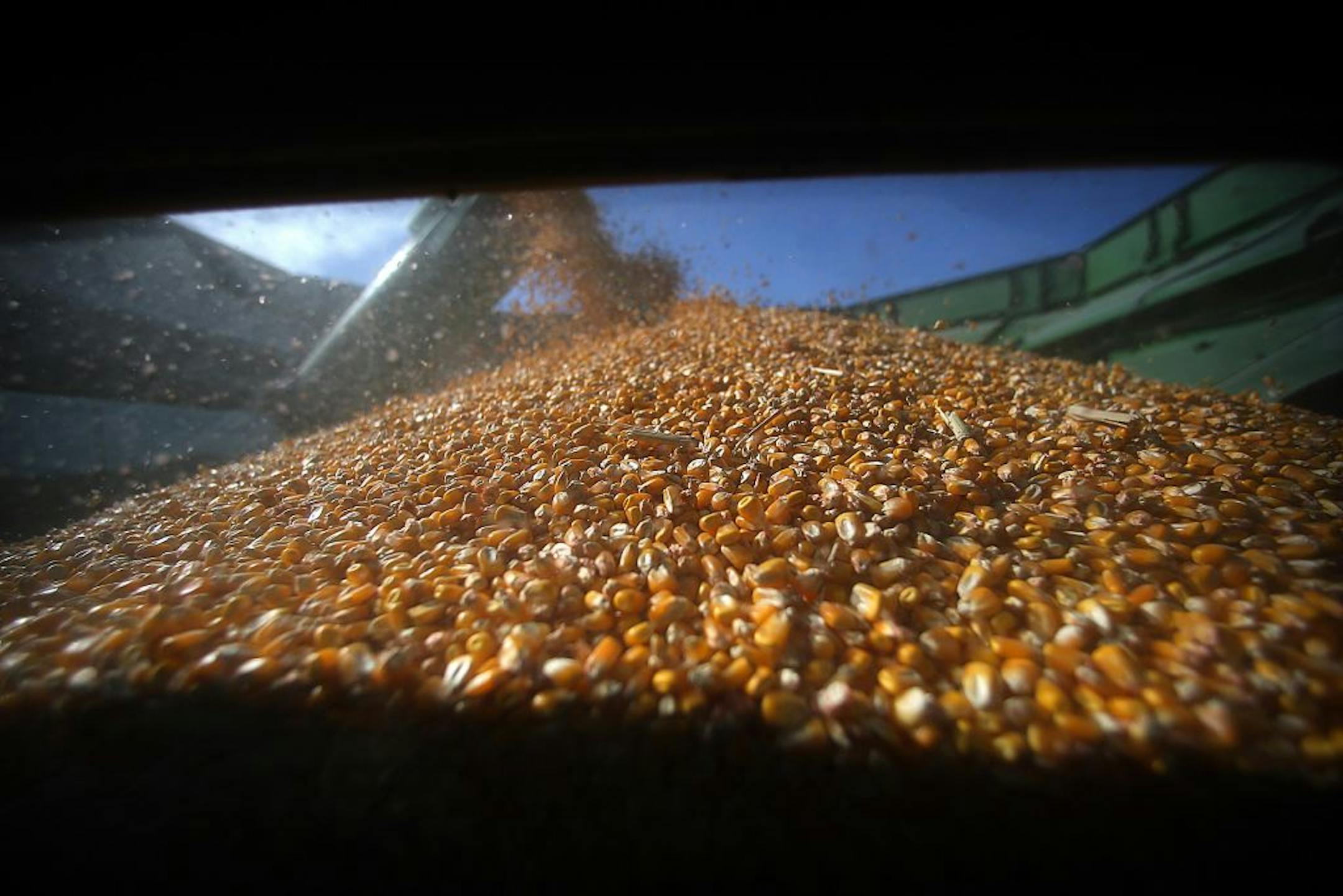 Corn filled a holding container on a corn picker as Eden Valley farmer Tom Haag harvested the grain.