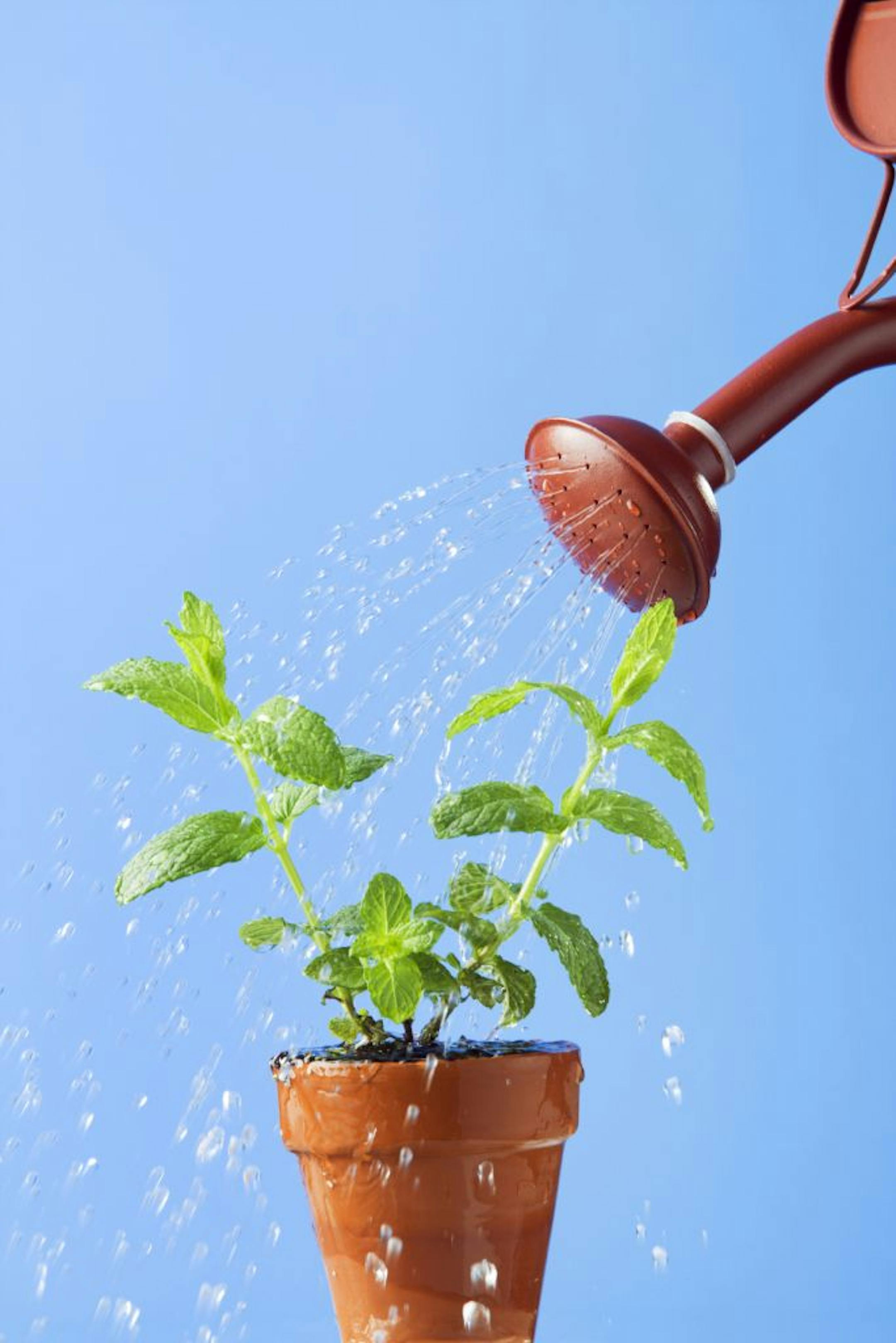 Watering can flower in pot