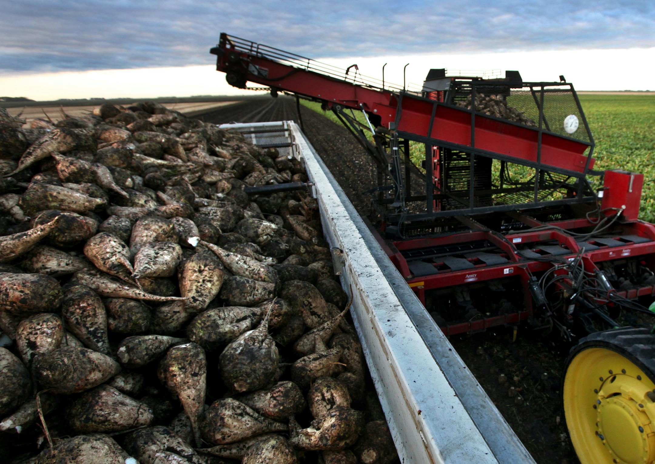 Paul Rutherford, Vice President of the Red River Sugarbeet Growers Association, began harvesting beets in his fields near Euclid in late September. ] BRIAN PETERSON ‚Ä¢ brianp@startribnune.com Euclid, MN - 10/05/2011