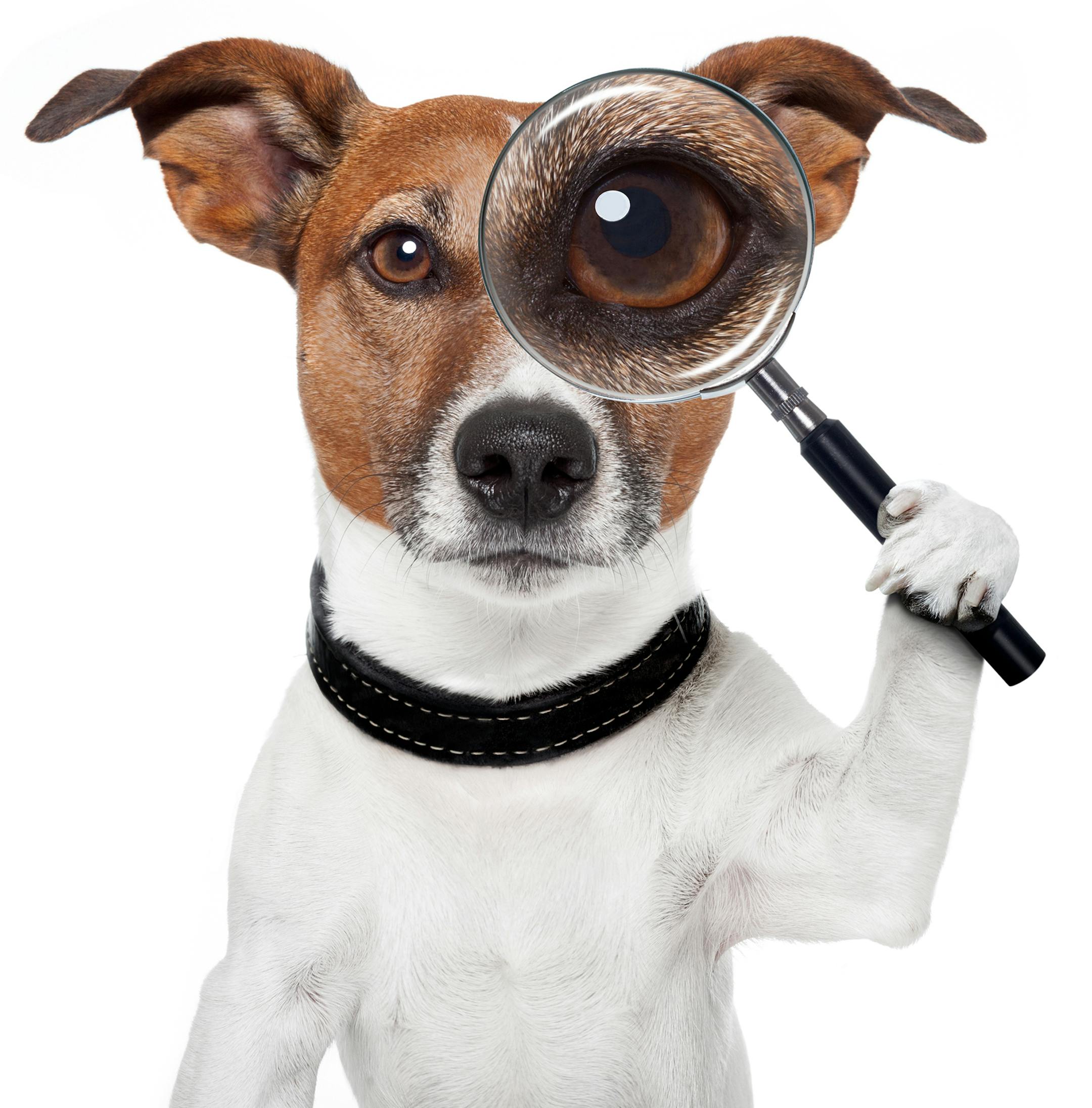 istock
Dog myths debunked.
