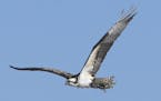 Osprey in flight
credit: Jim Williams
