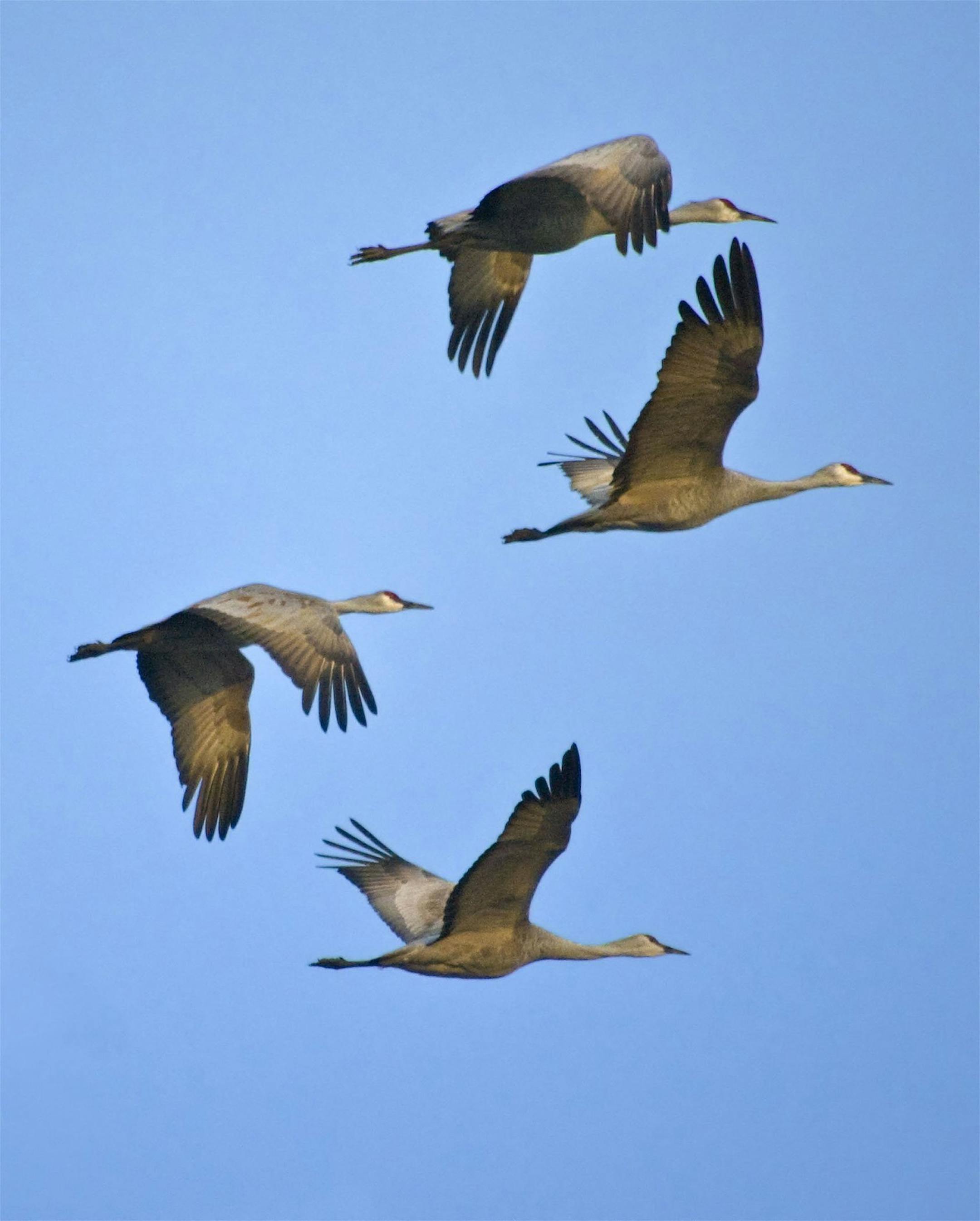 The annual migration of the sandhill cranes in Nebraska's Platte River Valley usually peaks during the last two weeks of March. (Nebraska Tourism/MCT) ORG XMIT: 1148257