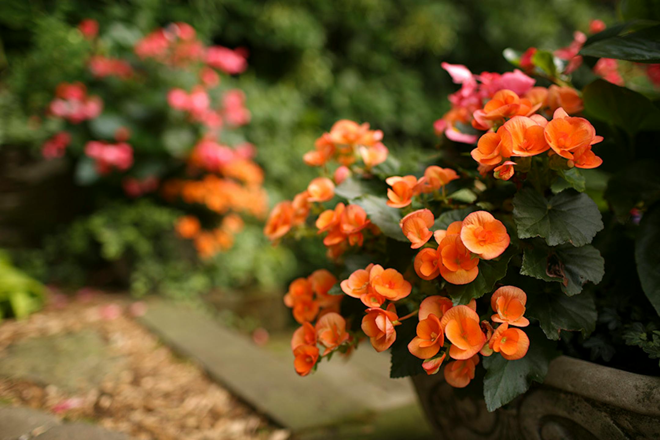 Stephanie augments their blooming perennials with annuals including Rieger Begonias, foreground.