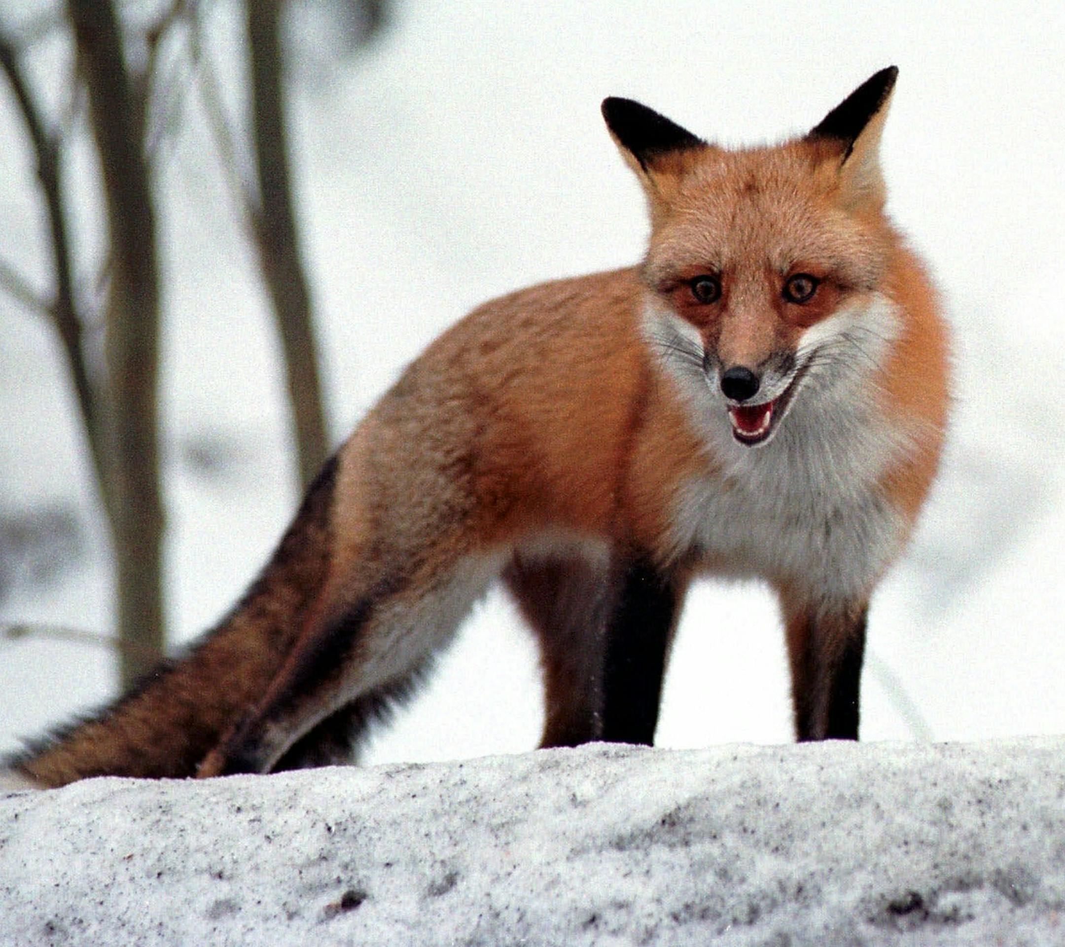 A red fox warily eyes the camera while out for a morning walk in Bainbridge, Ohio, Friday, Jan. 12, 2000 (AP Photo/Jamie-Andrea Yanak) ORG XMIT: CDY101
