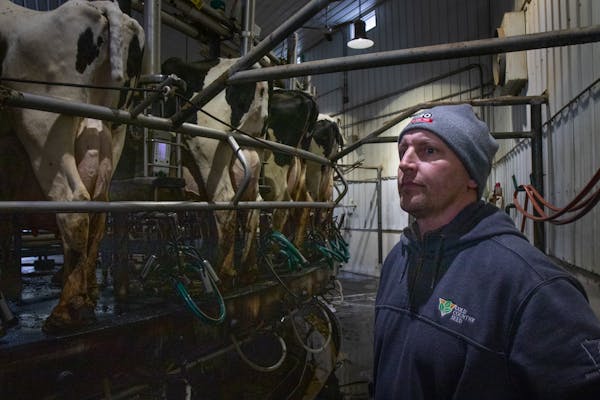 Ben Daley oversees an afternoon milking session at his family’s dairy farm in 2020. The farm’s expansion plan has run into opposition, and multipl