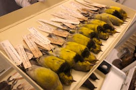 Nearly a dozen collected Bachman's warblers lie in a specimen tray.