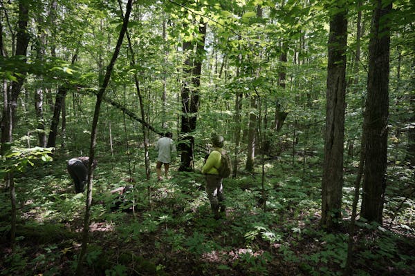 Leech Lake Band of Ojibwe resource management employees and a U.S. Forest Service botanist work in the Chippewa National Forest in July searching for 