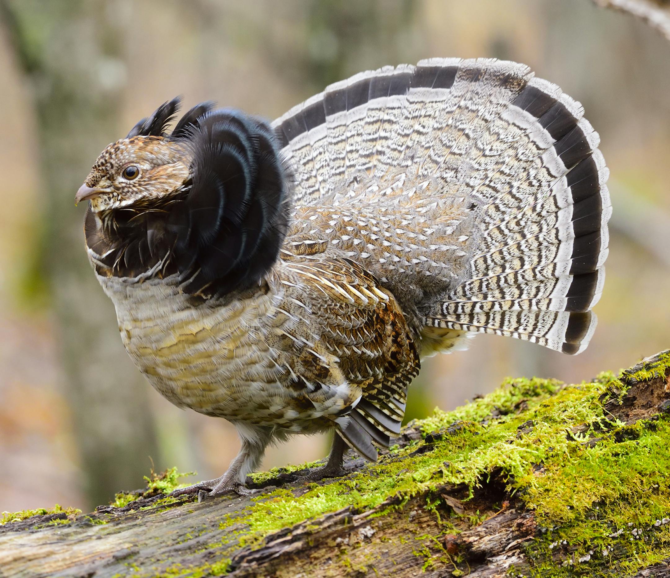 Ruffed grouse. ONE TIME RIGHTS ONLY.