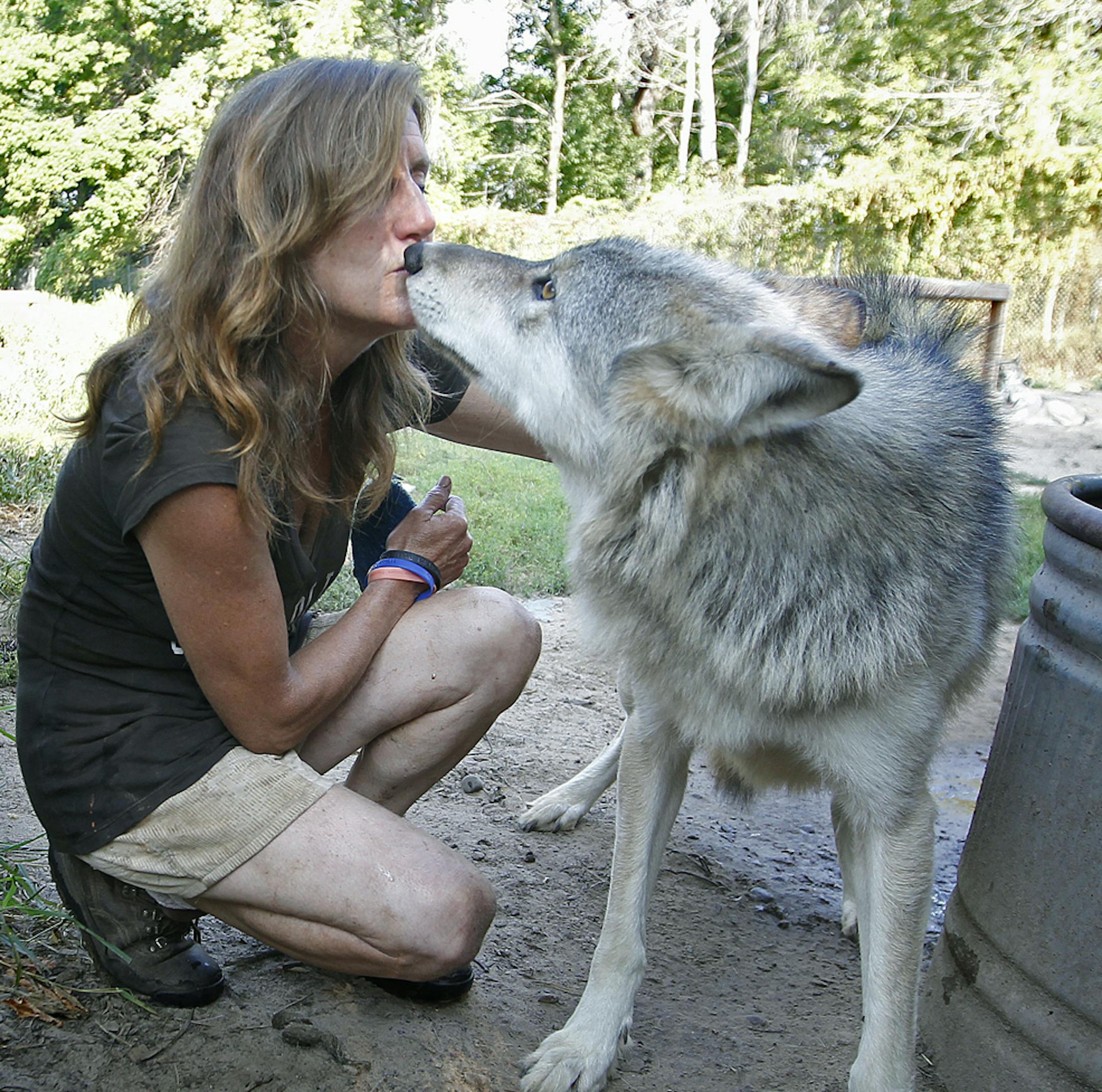 Peggy Callahan was greeted by a wolf as she was cleaning the water trough at the Wildlife Science Center near Forest Lake. Callahan is the founder and executive director of the center. ORG XMIT: MIN1309031038220284