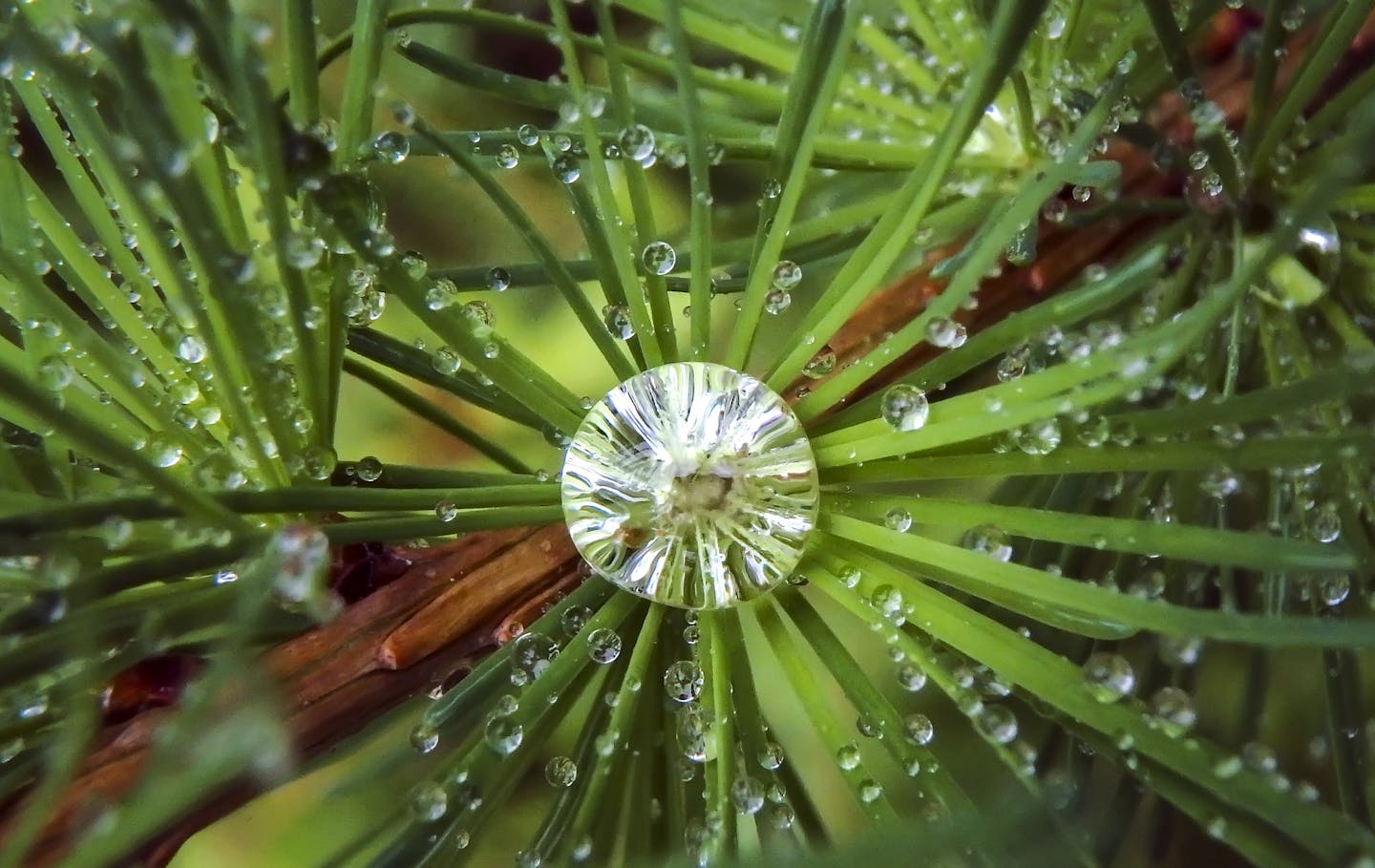 This photograph of rain droplets collecting in the needles of a tamarack tree, was created using an Olympus TG-870 point and shoot camera. ] Macro Photography Story
brian.peterson@startribune.com
Minneapolis, MN 10/04/16