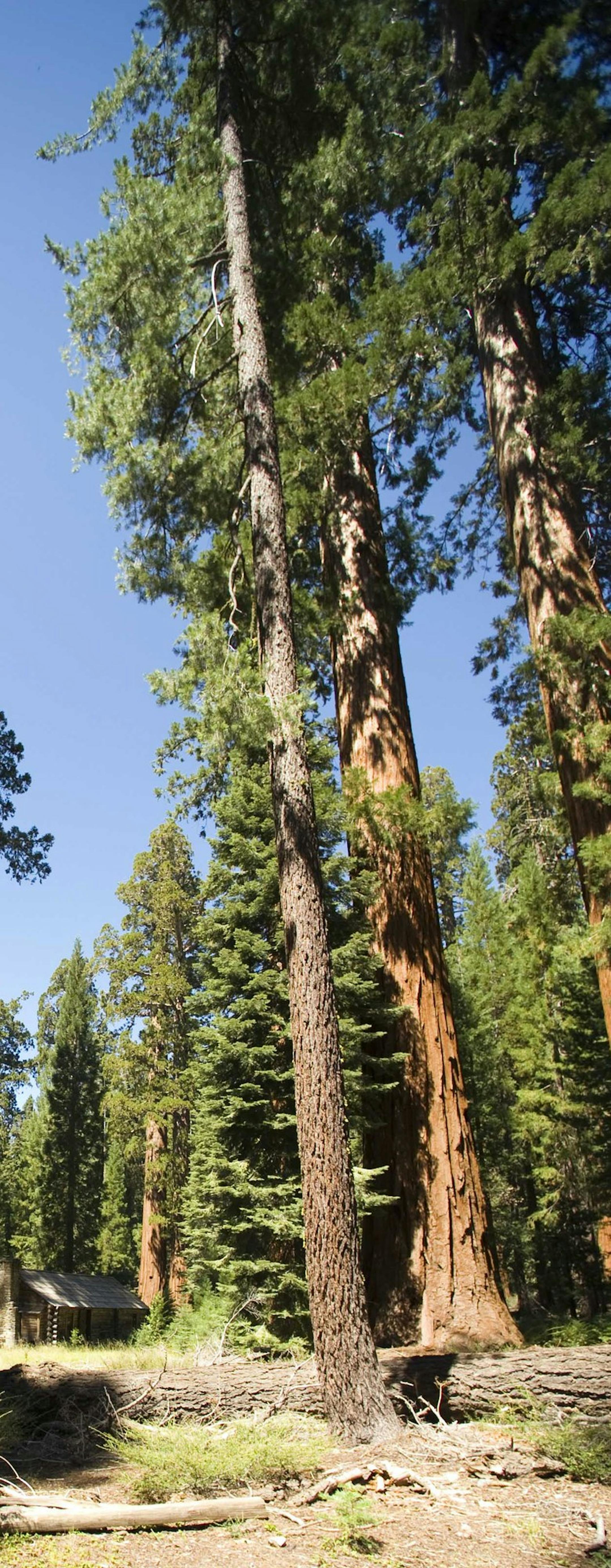 In this Aug. 27, 2009 photo, giant sequoias dwarf a cabin in the upper Mariposa Grove at Yosemite National Park, Calif. Yosemite National Park is celebrating the 150th anniversary of President Abraham Lincoln's signing of the Yosemite Grant Act, Monday, June 30, 2014, which protected Yosemite Valley and Mariposa Grove. The event will include a groundbreaking ceremony for a project to restore Mariposa Grove, which consists of 500 mature giant sequoia trees that are among the oldest living organis