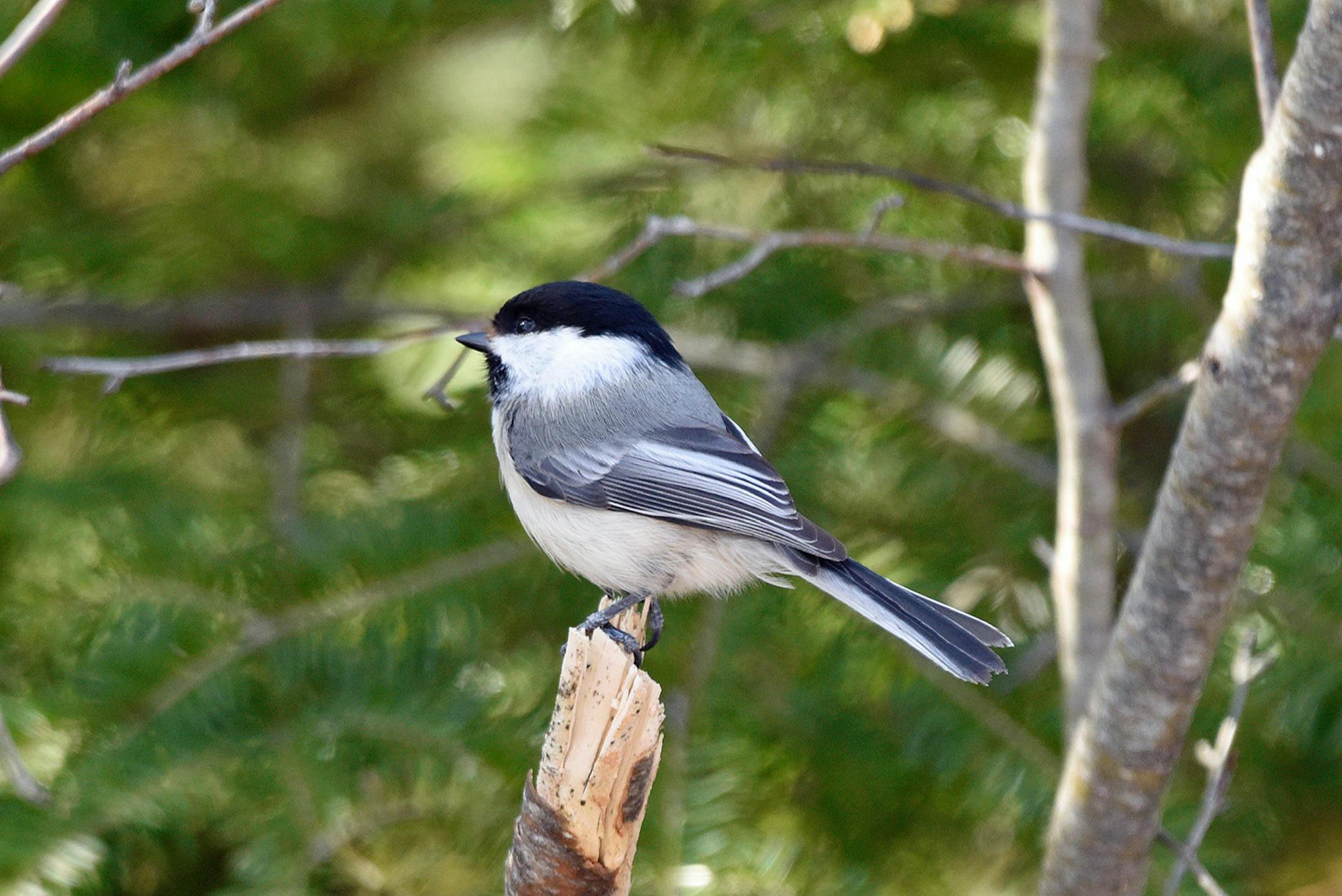 A chickadee perches on a tree stump.