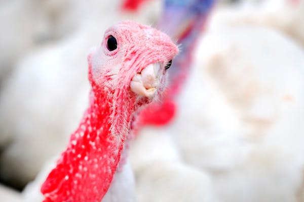 The largest avian influenza outbreak since 2015 has affected more than 630,000 birds, mostly turkeys, in Minnesota as of Tuesday.