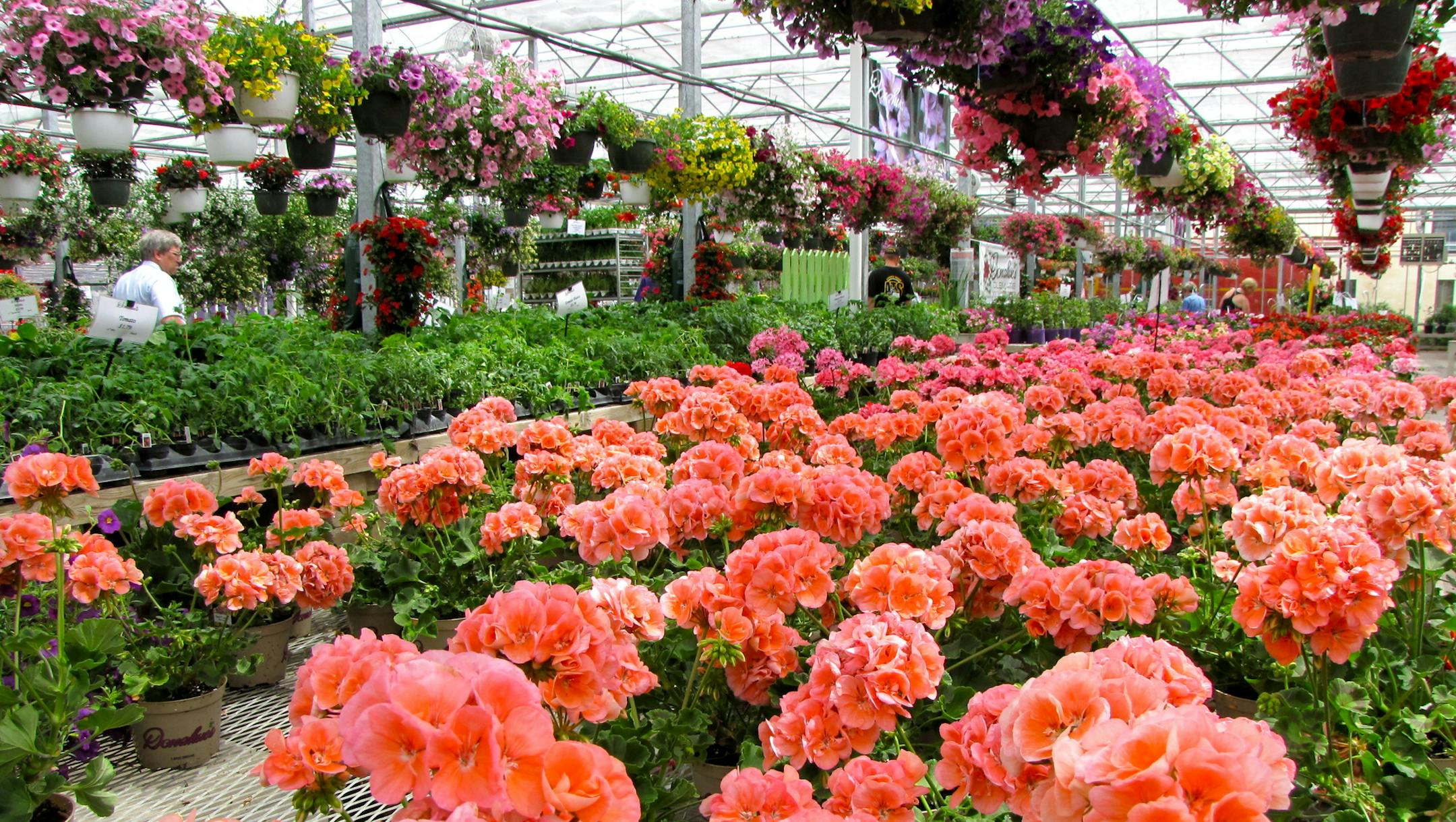 Donahue’s vast greenhouse, packed with hanging plants and clematis plants that are shipped across the country, lures gardeners to Faribault each spring.