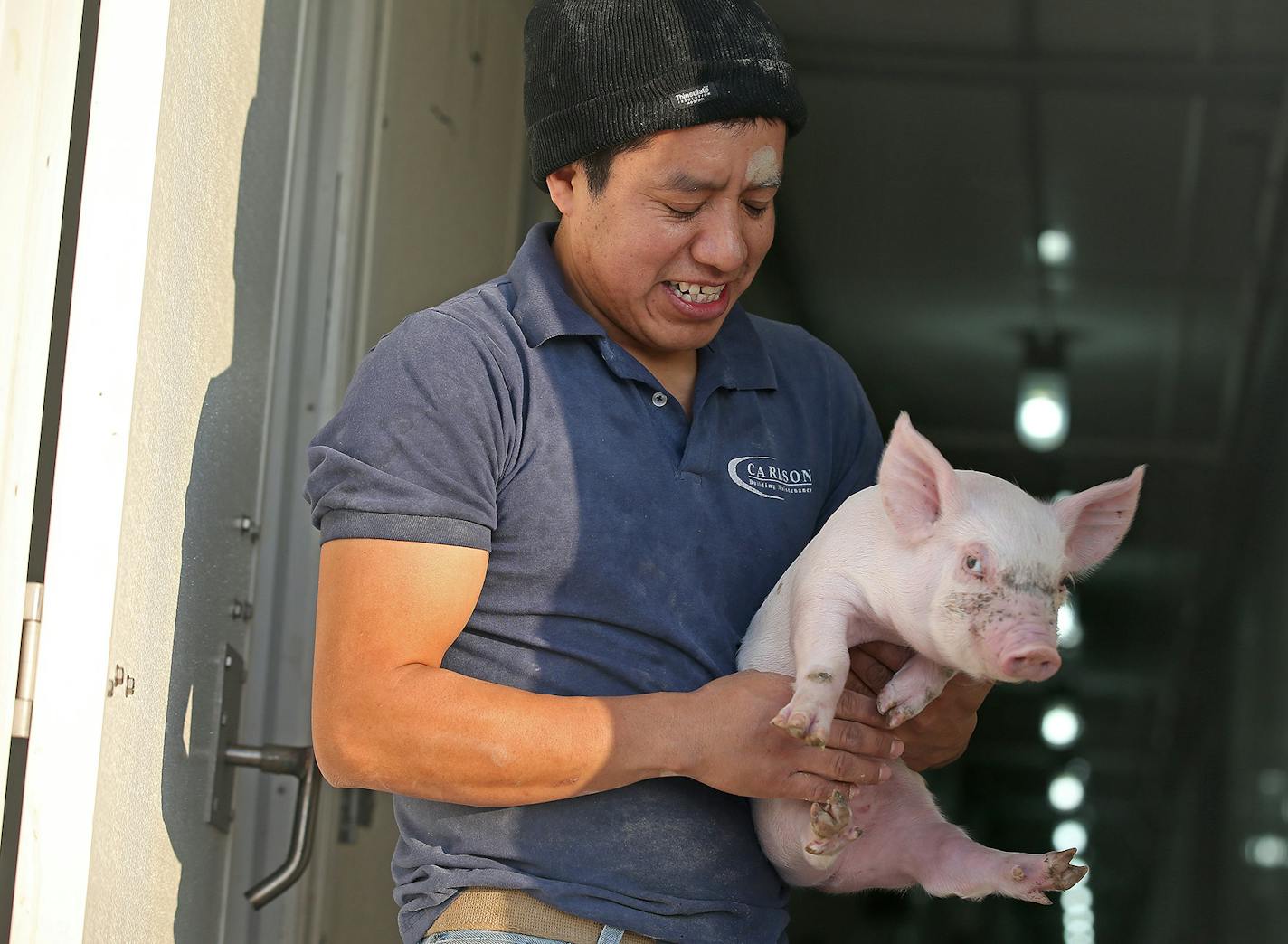 Jacobo Gabriel-Tomas' job included maintaining the piglets at a pig farm in Iowa December 10, 2014. ] (ELIZABETH FLORES/STAR TRIBUNE) ELIZABETH FLORES &#x2022; eflores@startribune.com