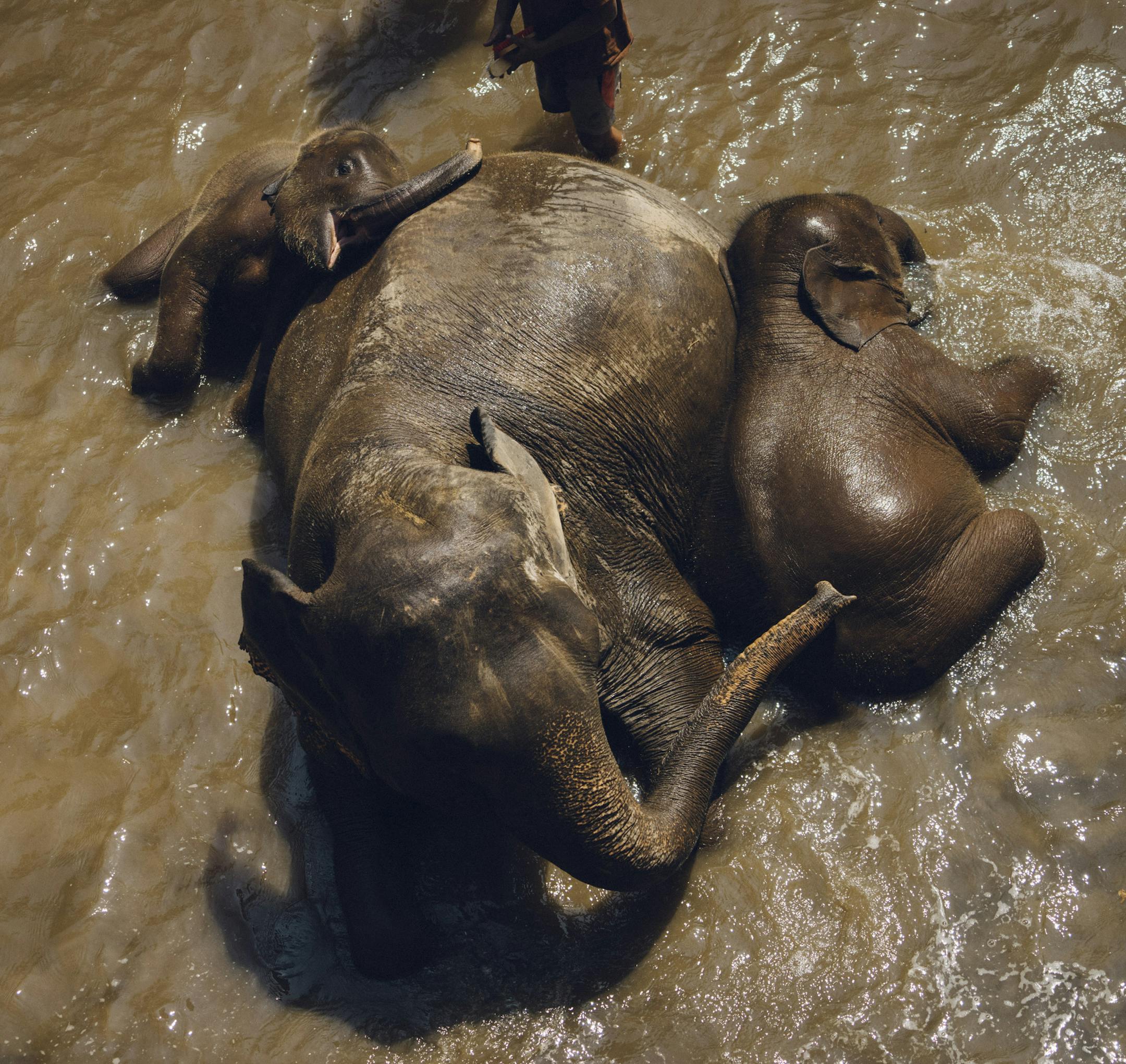 Elephants at Patara Elephant Farm, which has met the standards for humane treatment set by a new evaluator, outside Chiang Mai, Thailand, March 2018. Interacting with the animals is one of the country’s major tourism draws, and a new organization is trying to make it more humane. (David Rama Terrazas Morales/The New York Times) ORG XMIT: XNYT138