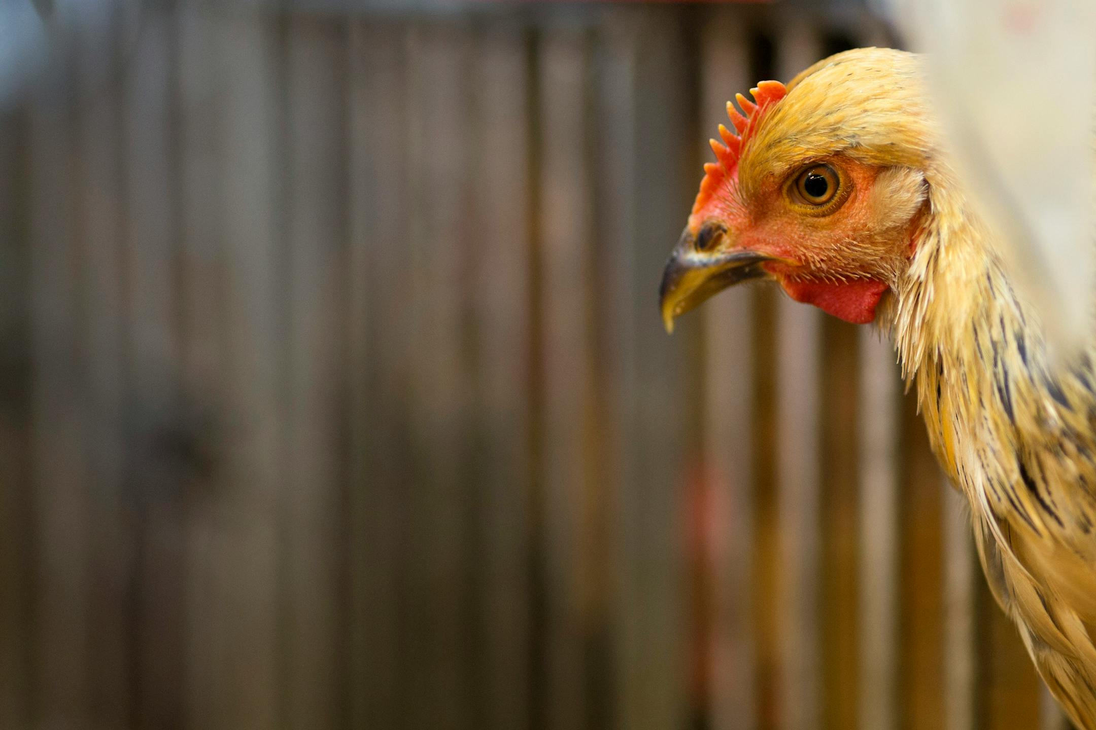 A live chicken sits in a cage at the Kowloon City Market in Hong Kong, China, on Thursday, April 11, 2013. The Hang Seng Index rose 0.8 percent to 22,220.65 as of 1:14 p.m. in Hong Kong, headed for its longest winning streak since March 27. The gauge is close to erasing last week�s loss prompted by the outbreak of a new strain of bird flu in China. Photographer: Jerome Favre/Bloomberg