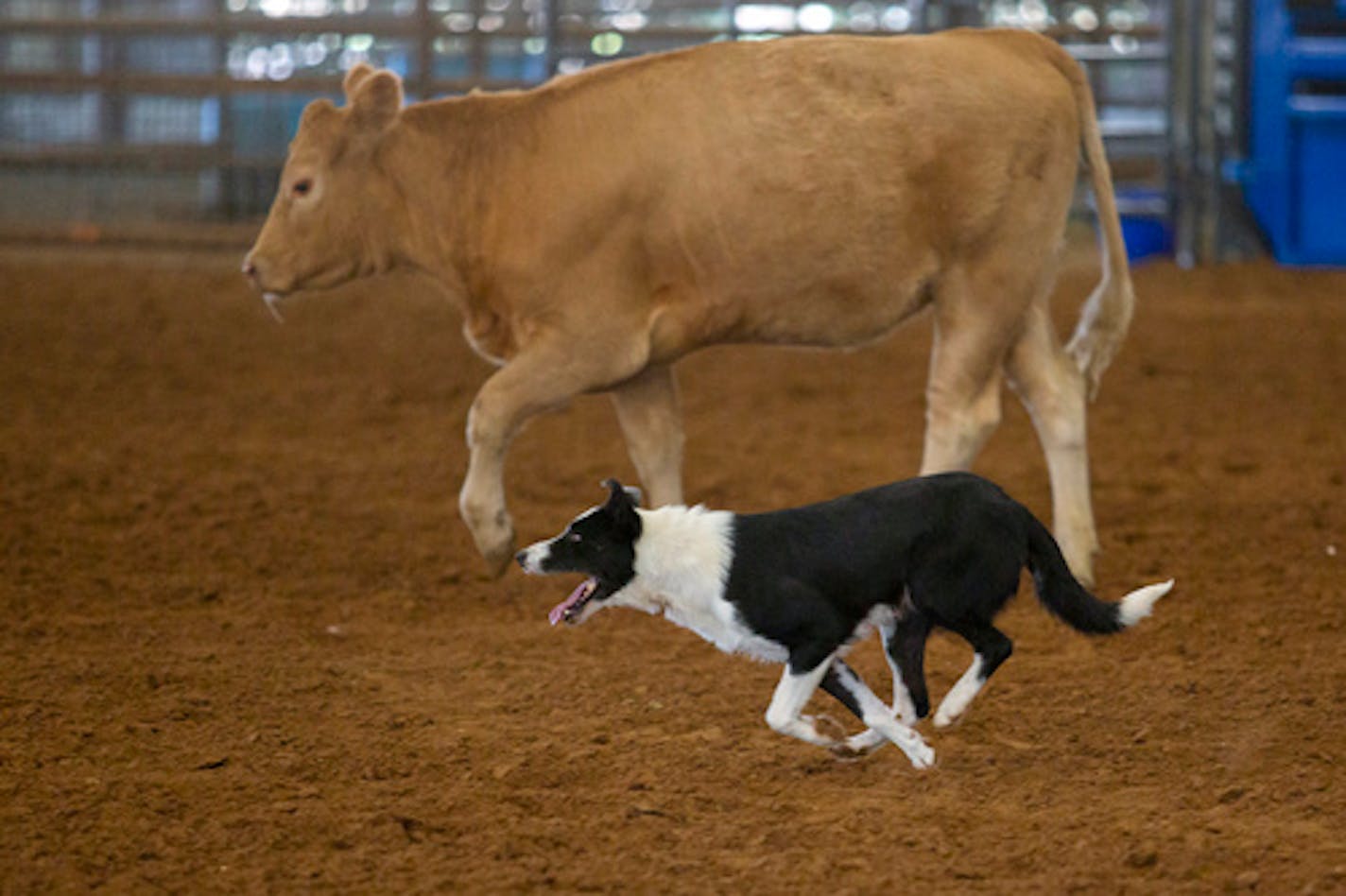 A cattle dog named Martha, owned by Kyle Dillard, herds a cow at the Permian Basin Fair and Expo cattle dog trials in the Outback arena at Ector County Coliseum Wednesday Sept.8, 2021, in Odessa, Texas. (Jacob Ford/Odessa American via AP)