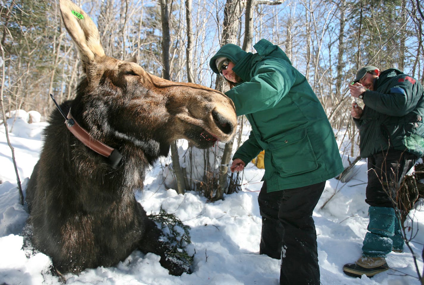 BRIAN PETERSON &#xd4; brianp@startribune.com Ely, MN 2/20/2008 ] Research Biologist Mark Keech (Right) and MN Zoo Veterinarian Tiffany Wolf (left) work with 800 pound cow moose #294, fitting her with a radio collar and taking samples that will help researchers study the cause of increased mortality in the Northeastern Minnesota moose population. ORG XMIT: MIN2013100315081835