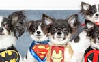 Like their father, Bruce Wayne (who is named after Batman), the cloned puppies are named after superheroes. From left next to Bruce: Clark Kent (Super