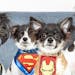 Like their father, Bruce Wayne (who is named after Batman), the cloned puppies are named after superheroes. From left next to Bruce: Clark Kent (Super
