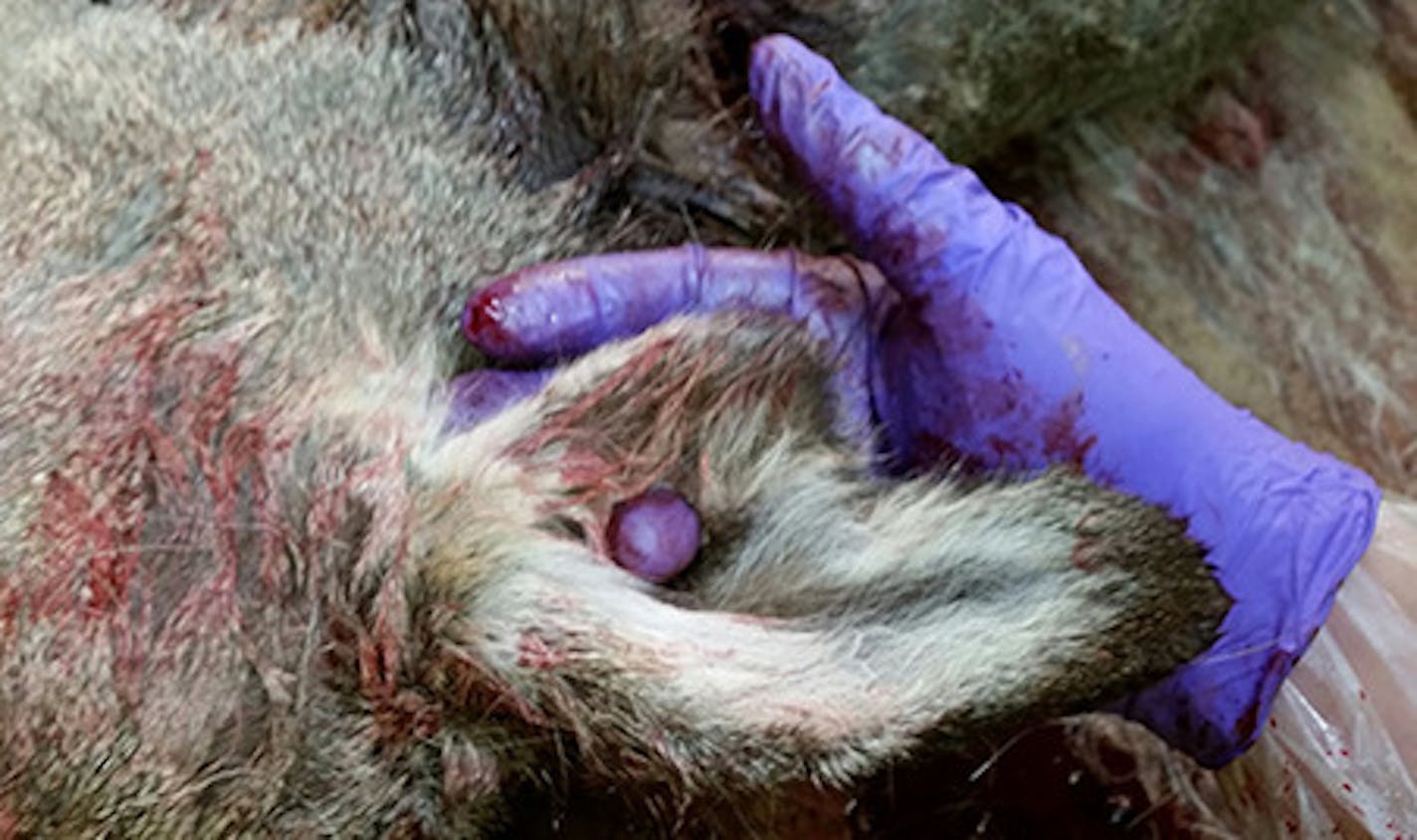 A wildlife official pokes his finger through a hole in the ear of a female deer shot by federal sharpshooters in a culling assignment to reduce the spread of CWD among wild deer in Minnesota's CWD hot zone near Preston. The hole and other cuts to both ears makes DNR officials suspicious that this deer was formerly ear-tagged on a game farm. Officials are investigating whether the animal escaped or was released from a deer farm. It was living with wild deer in the core CWD zone. The deer tested n