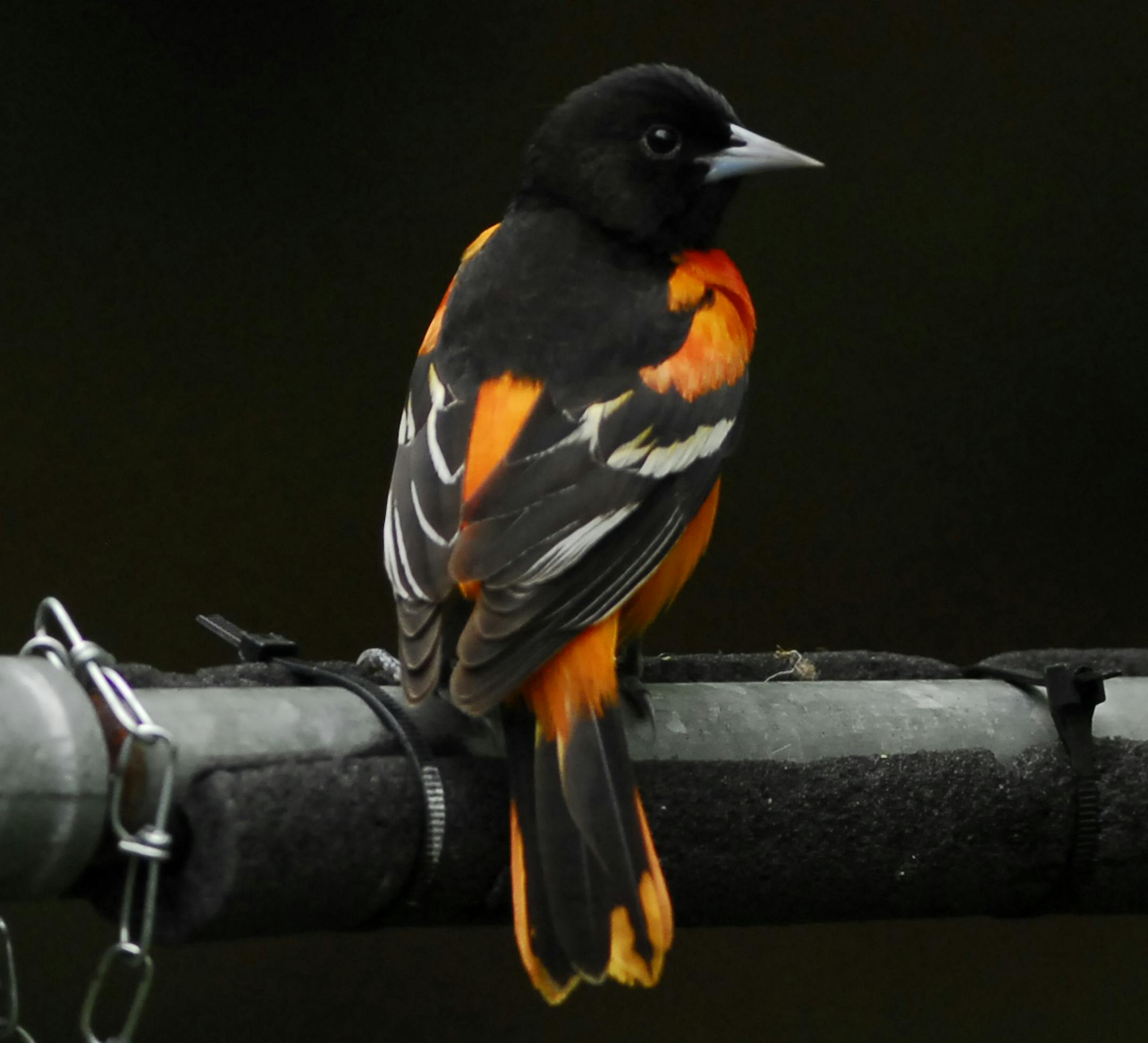 Male Baltimore orioles are boldly marked with black and orange. Females have the orange breast without the black head. Put out feeders as soon as you see or head the first returnee. Keep feeders clean and filled.
Photo by Jim Williams
