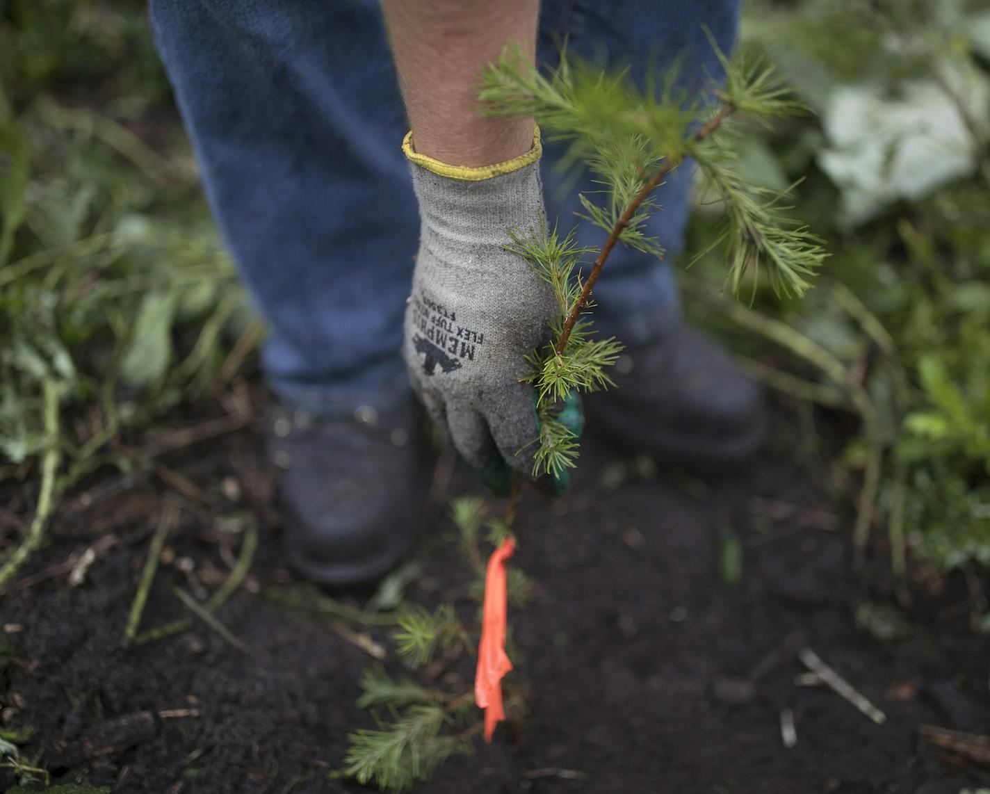 Kristin Hawkinson a members of the Conservation Corps planted around 100 tamarack trees near highway 61 and Warner Road Wednesday September 19, 2018 in St Paul, MN. ] JERRY HOLT &#xef; jerry.holt@startribune.com