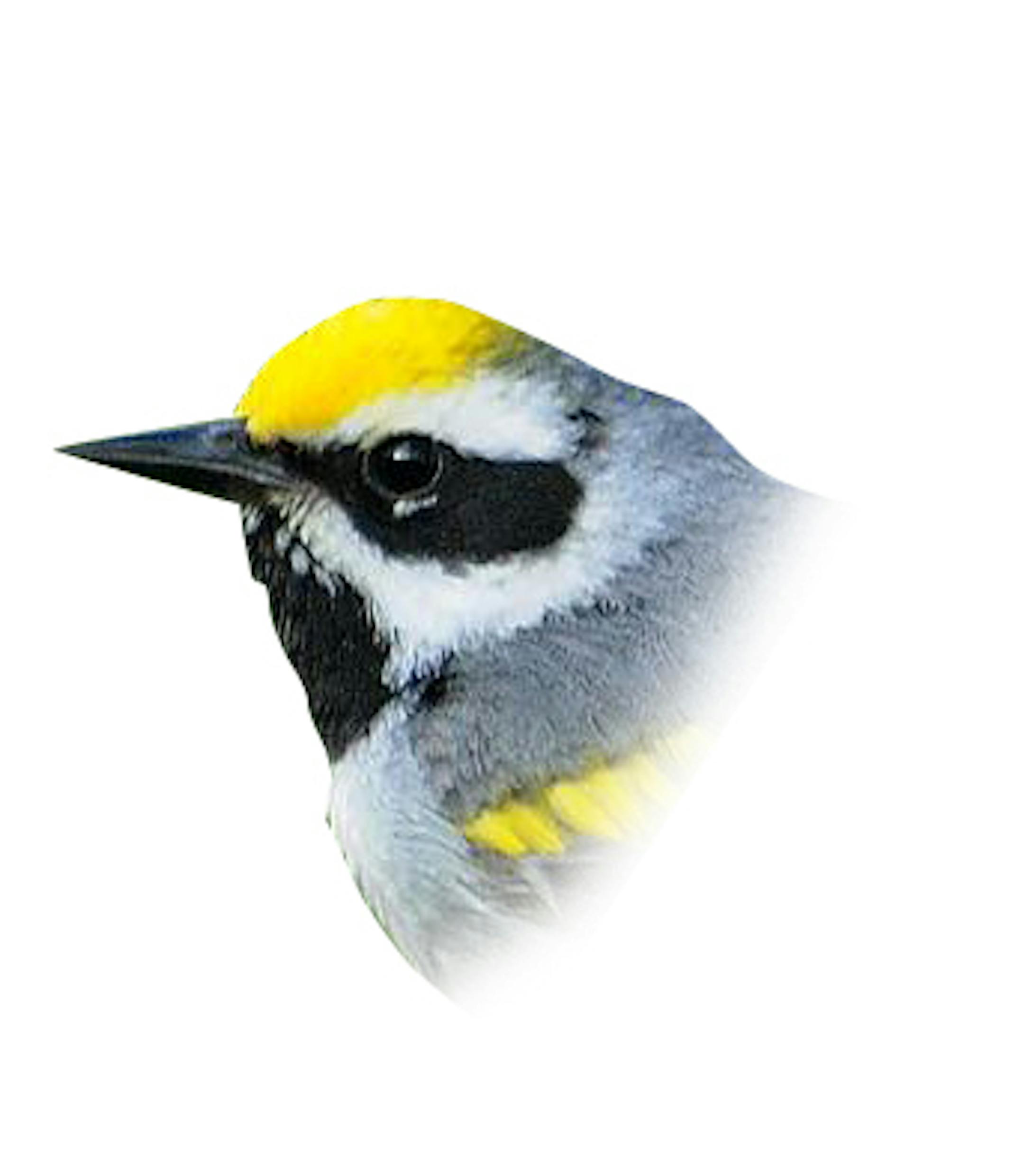 Golden-winged warbler