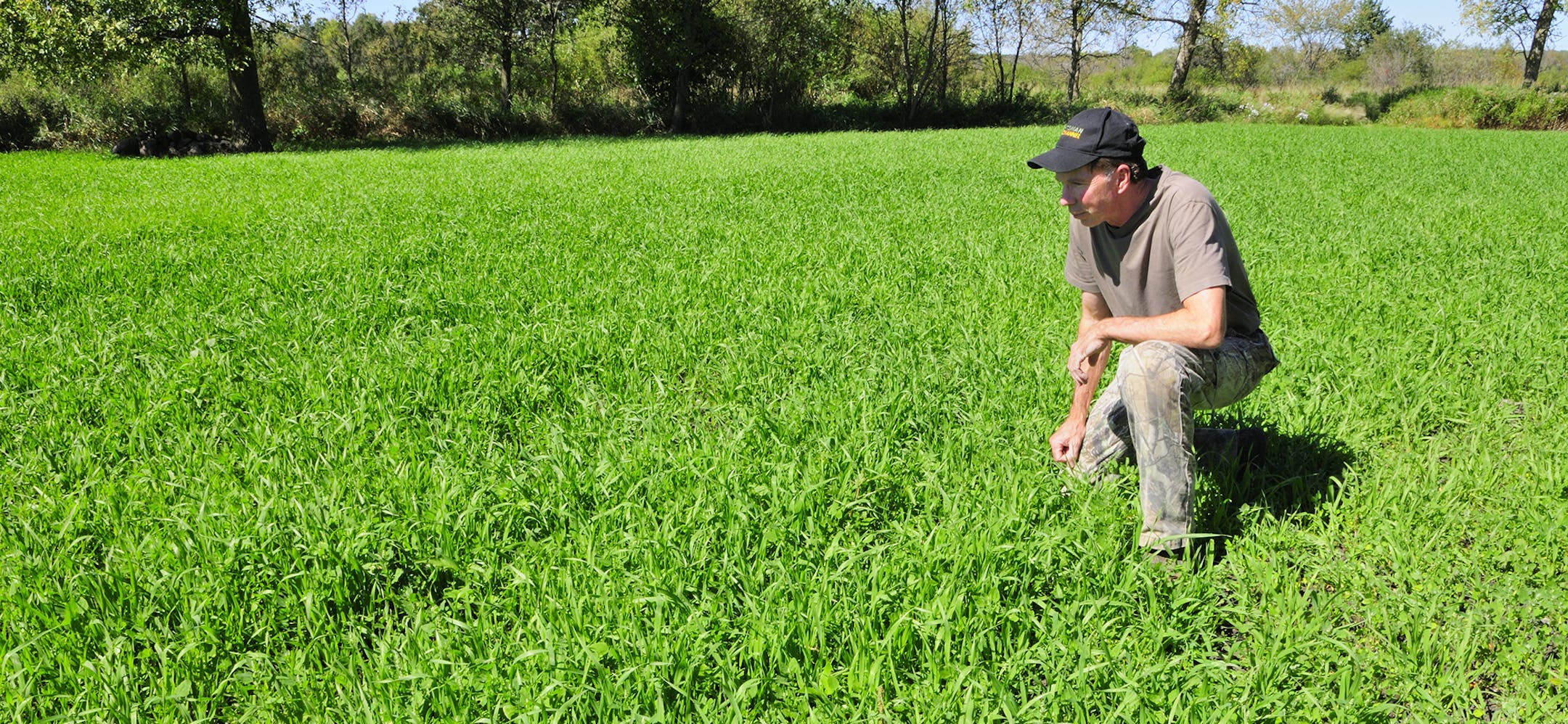 DO NOT PUBLISH. ONE-TIME USE ONLY WITH BILL MARCHEL COPY. Oats grow quickly. Even a late August planting will produce forage for deer and other wildlife.