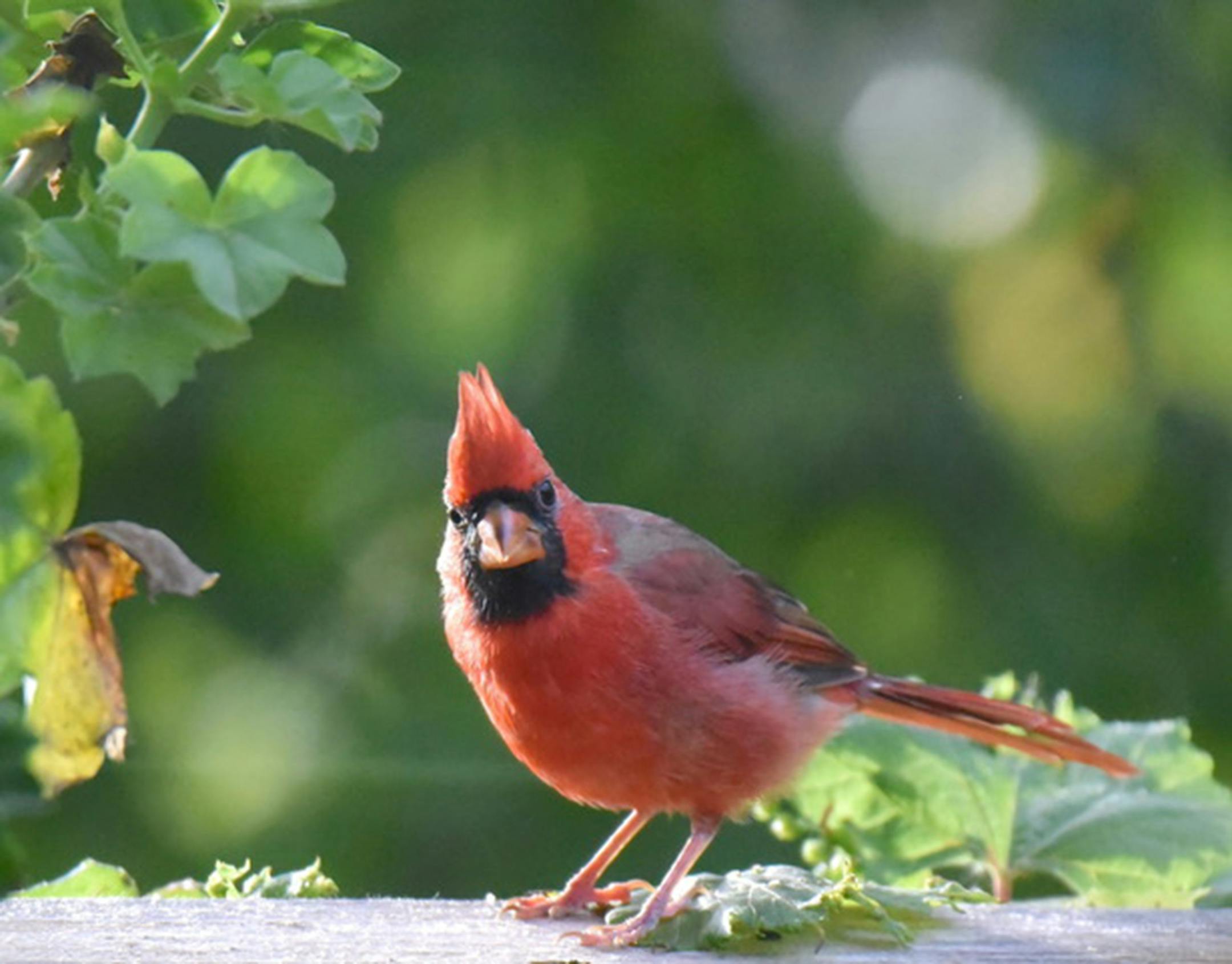 Jim Williams photo: Male Northern cardinal