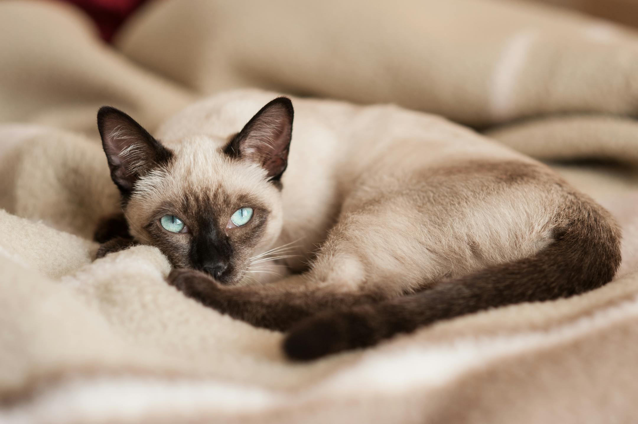 Purebred young siamese cat lying down at bed looking at camera