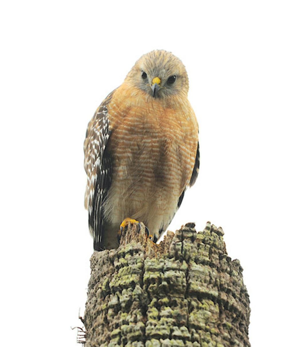 Red-shouldered hawks can be very vocal.