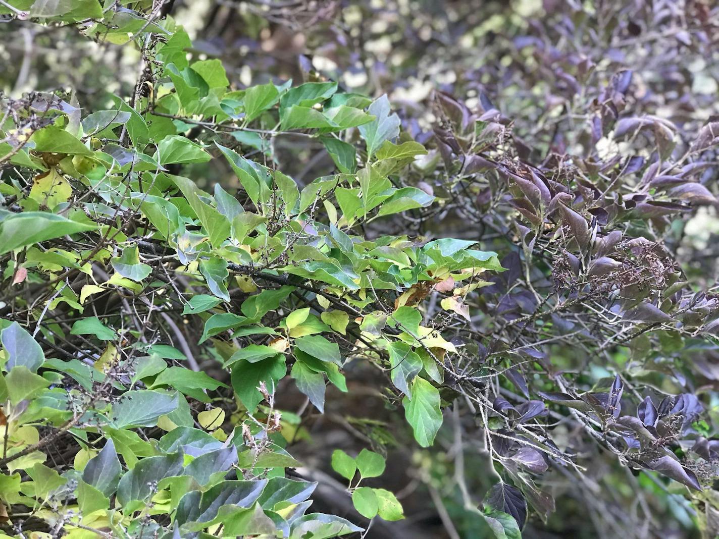 Lilacs with withered sections