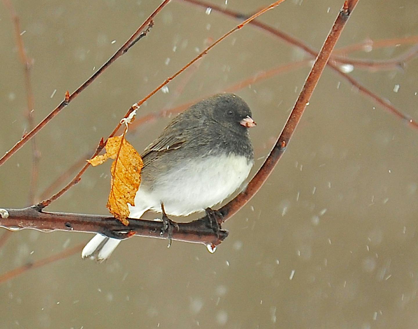 A dark-eyed junco perches during a snowstorm.