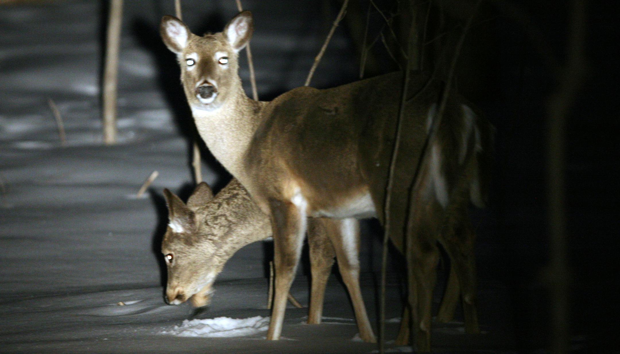 BRIAN PETERSON ï brianp@startribune.com March 10, 2008 PHOTO ILLUSTRATION - Shining deer is legal in Minnesota. ORG XMIT: MIN2012112716062083