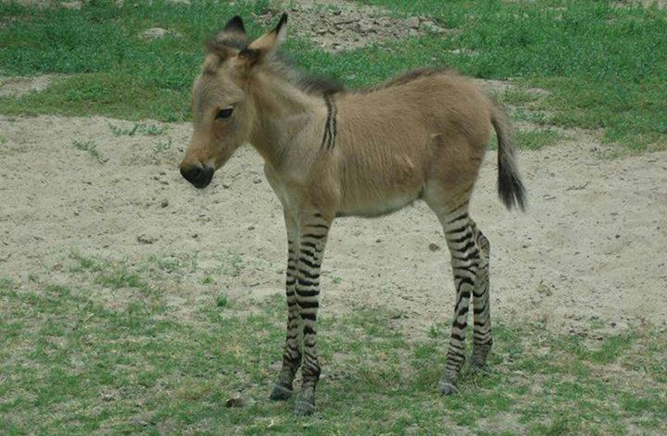 A cross between a zebra and a donkey was born in April at the Reynosa zoo in Mexico. Its name is Khumba.