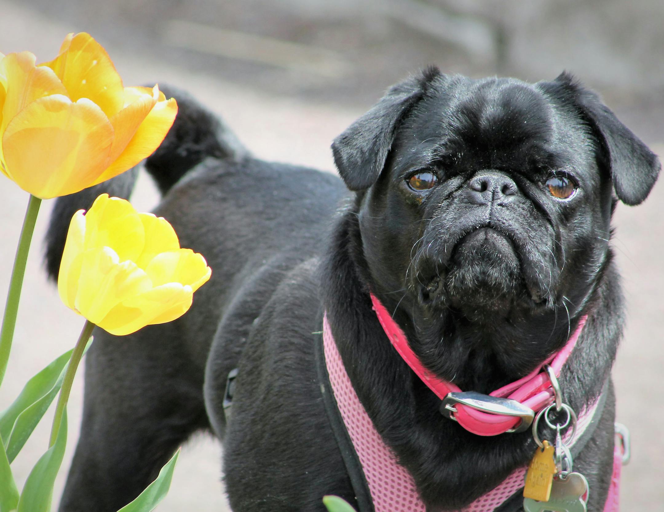 All About Dogs Day is a great time to get a beautiful photo of a pet against the backdrop of 38,000 tulips in bloom.