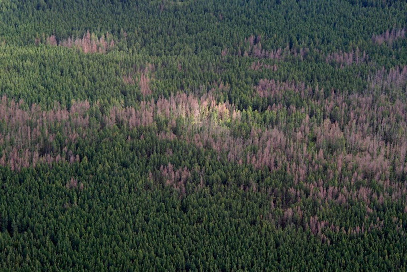 A 2007 aerial view of widespread damage in tamaracks from an outbreak of larch beetle near Big Falls in northern Minnesota. The bugs, native to Minnesota, have been exploding in population since 2000 due to longer warm seasons.