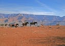 Mules are a popular way for visitors to tour the Grand Canyon. (David Roknic/Chicago Tribune/TNS) ORG XMIT: 1221298