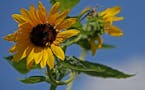 Sunflowers are a favorite of butterflies, bees and other pollinators.