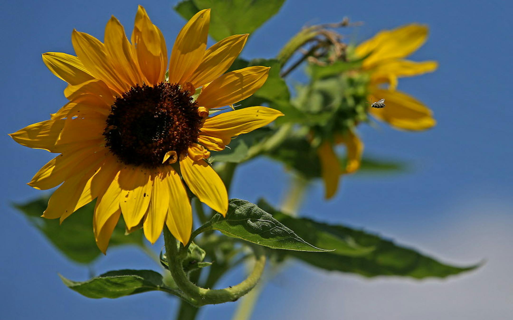 Sunflowers are a favorite of butterflies, bees and other pollinators.
