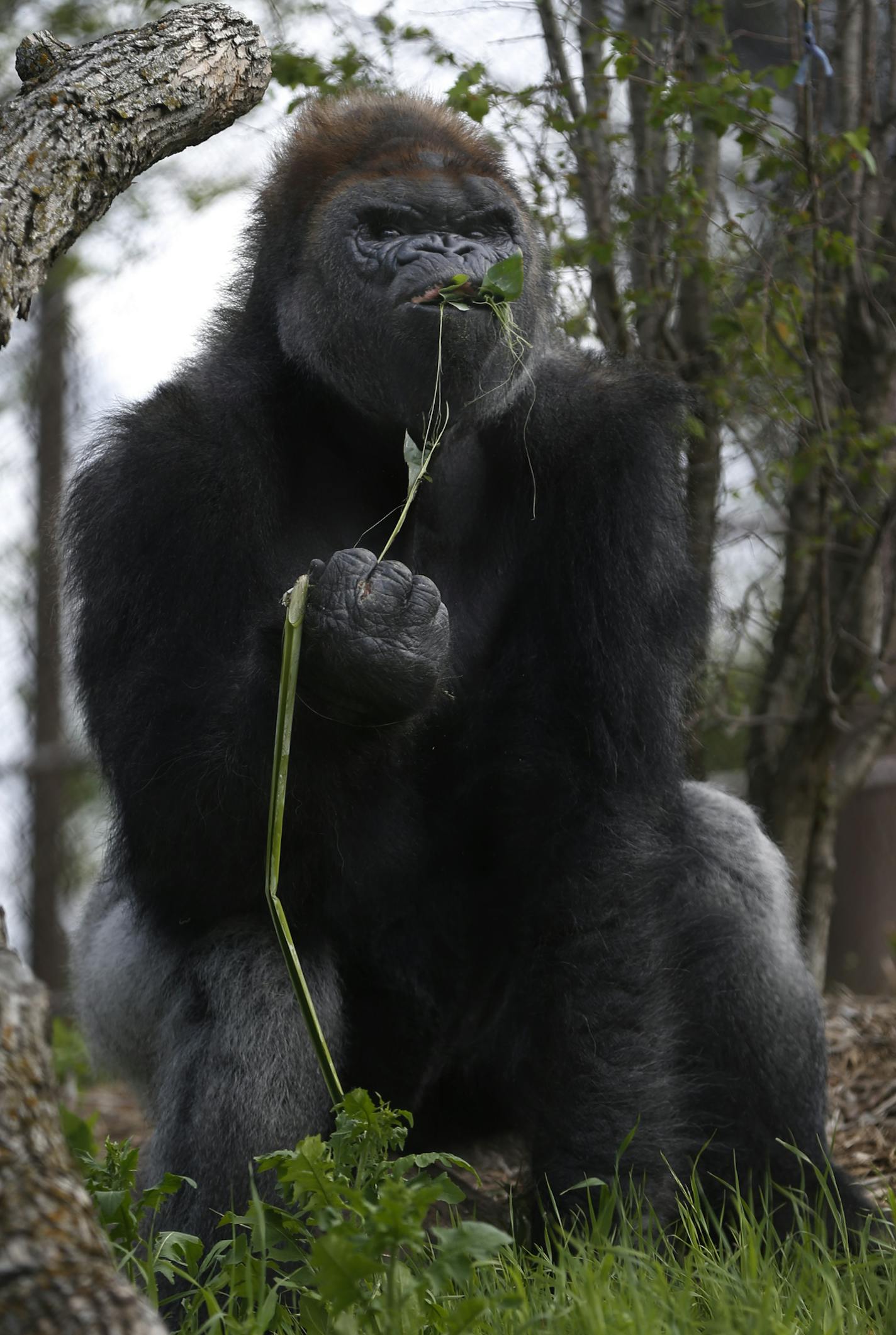 At the new $11 million gorilla exhibit at the Como Zoo in St. Paul, Virgil, the veteran silverback enjoyed the fresh foliage.] richard tsong-taatarii@startribune.com