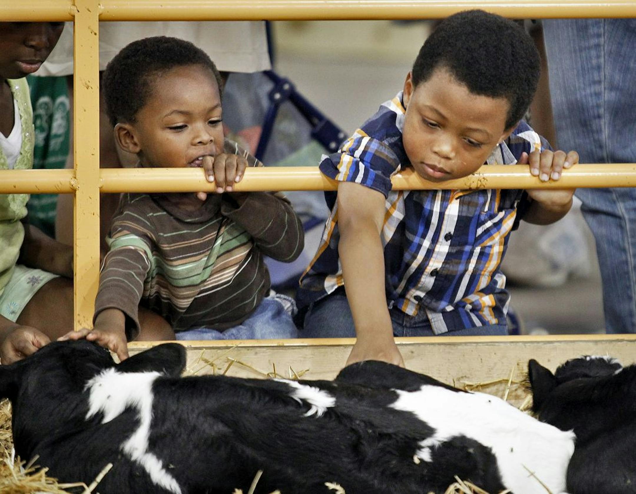 State Fair features. Ifeoluwa Ogunlana, 3, left and brother Remilekun Ogunlana, 6, both of Blaine pet Holstein calves born earlier in the day in the Birthing Barn.