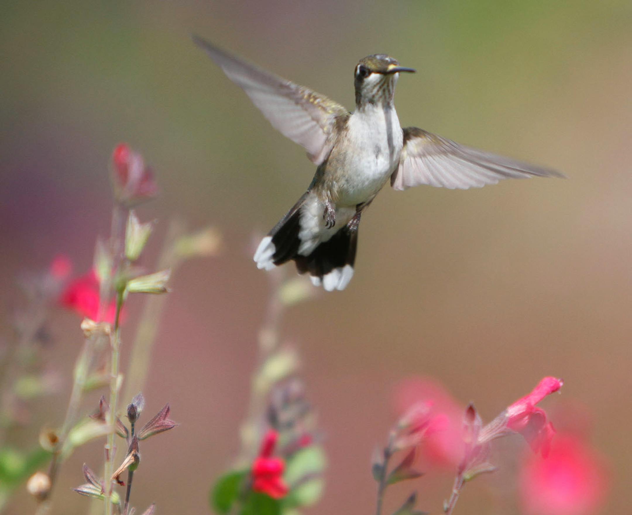 Longfellow Gardens, with its varied perennials and annuals attract Hummingbird. Kirsty Walker